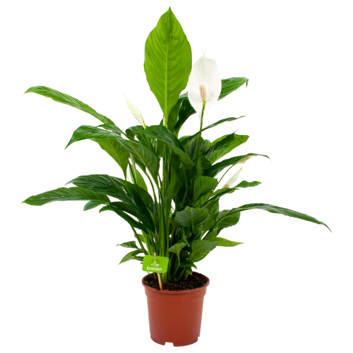 biezen-3767348