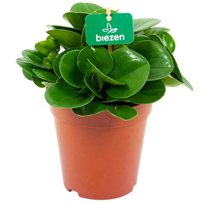 biezen-3767425