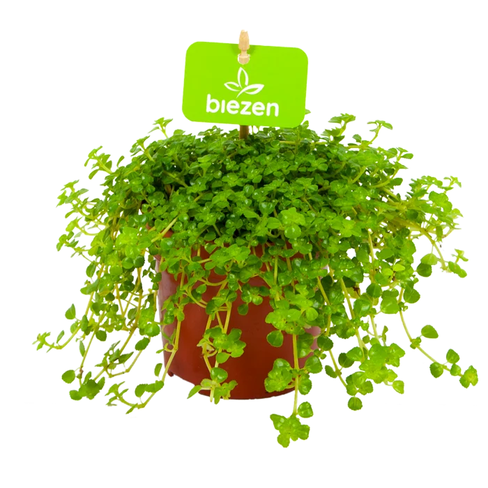 biezen-3767490
