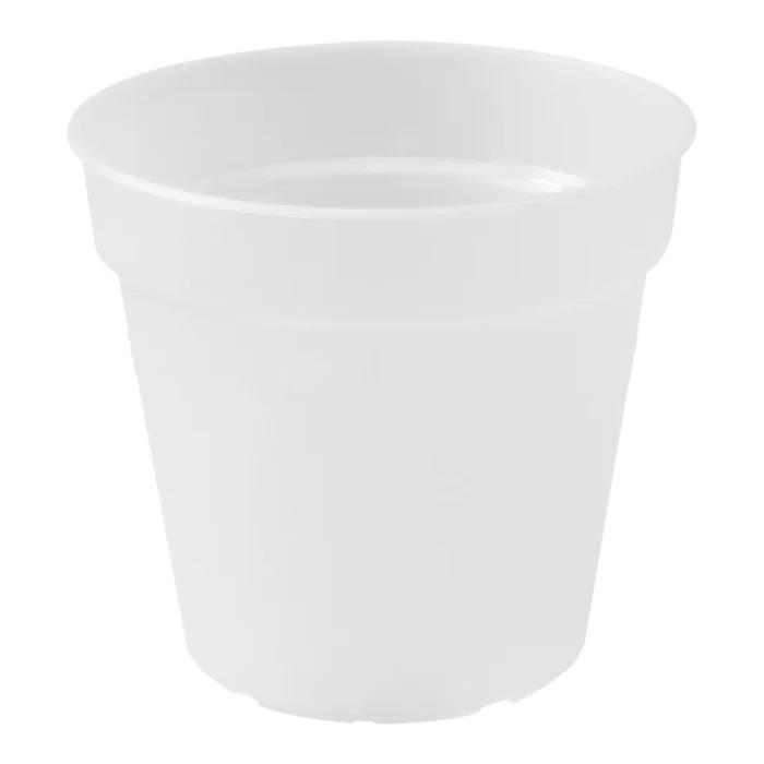 biezen-3793484
