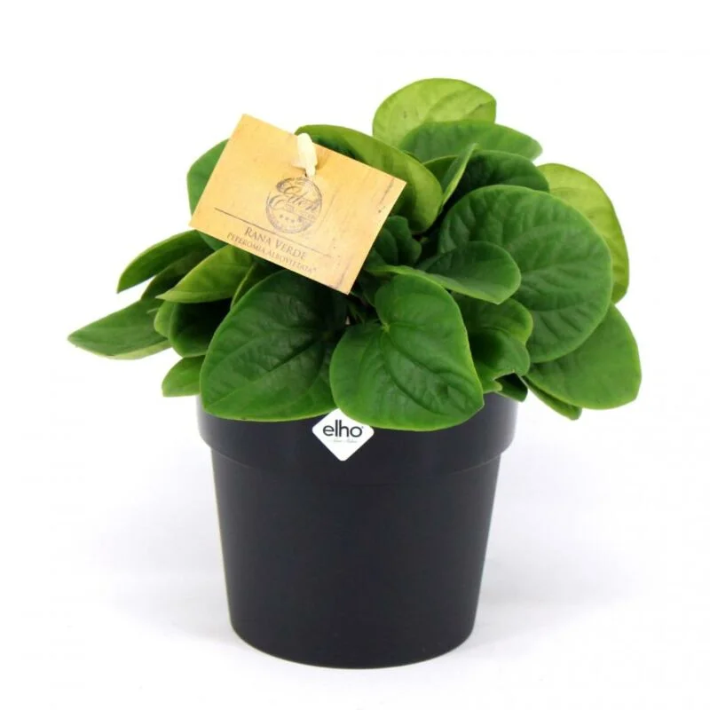 gartencenterleurs-3525358