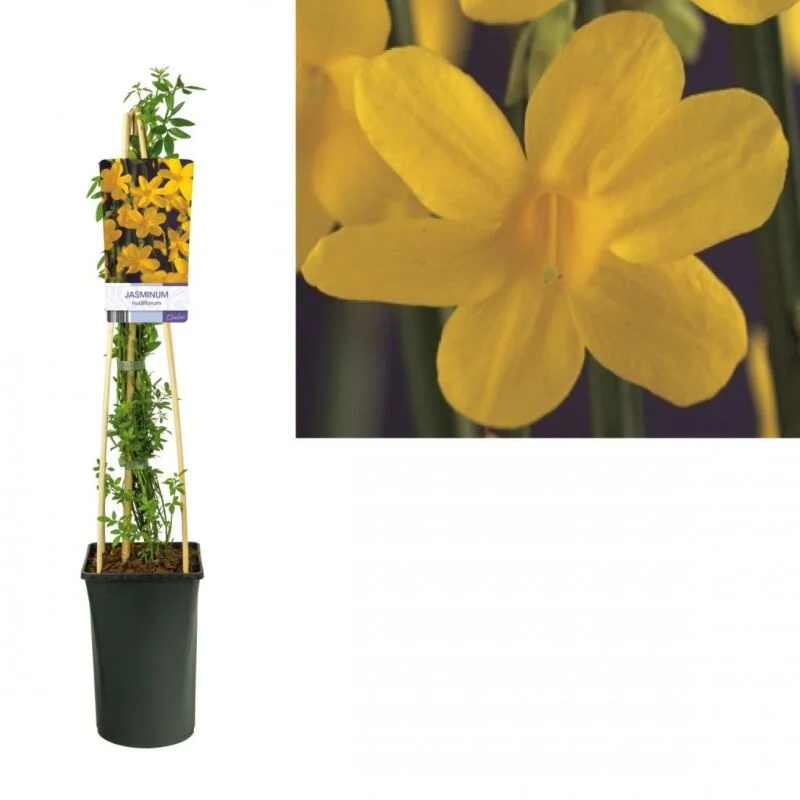 gartencenterleurs-3541715
