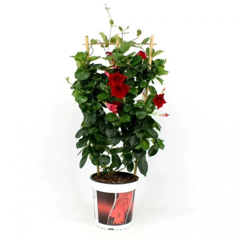 gartencenterleurs-3552050