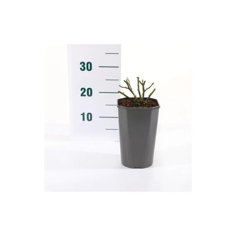 gartencenterleurs-3554201