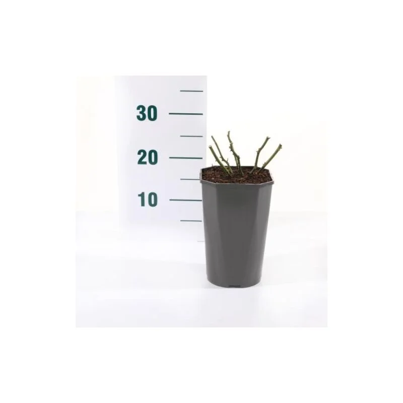 gartencenterleurs-3554214