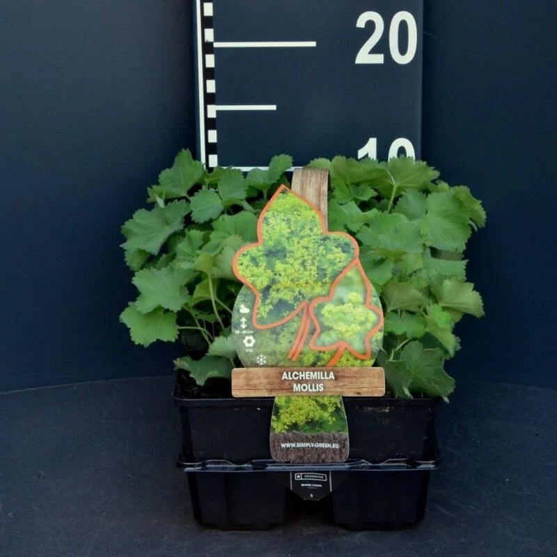 gartencenterleurs-3554503
