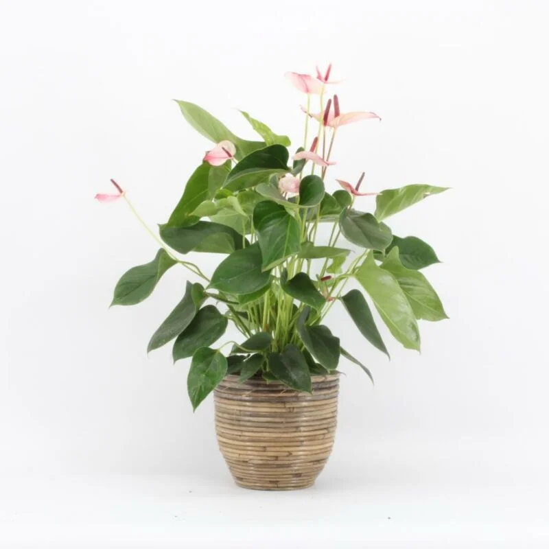 gartencenterleurs-3825932