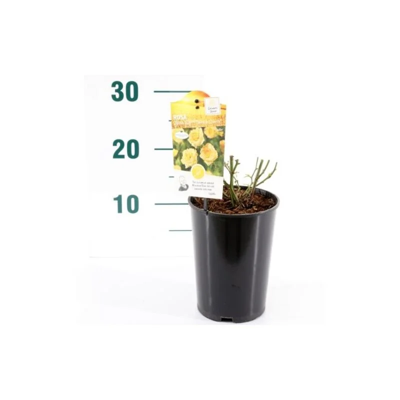 gartencenterleurs-3844490
