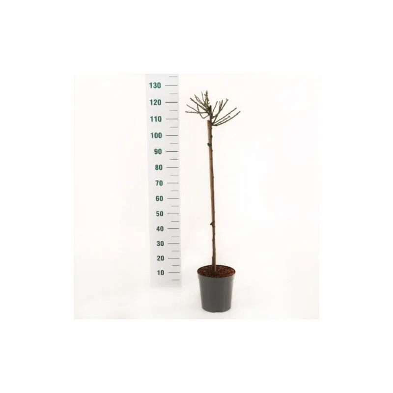 gartencenterleurs-3844616