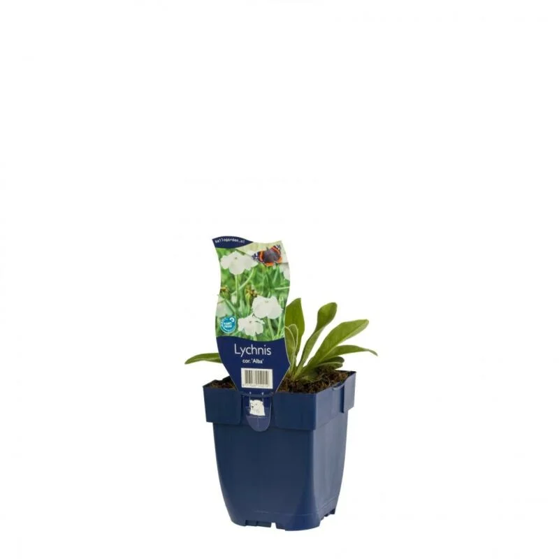 gartencenterleurs-3847831