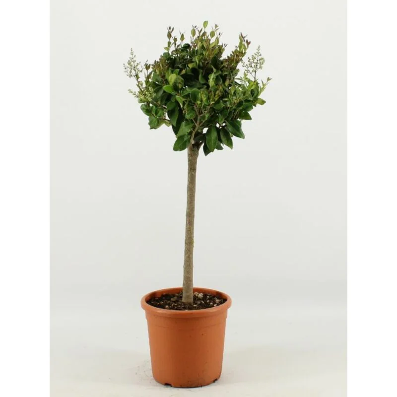 gartencenterleurs-3848096