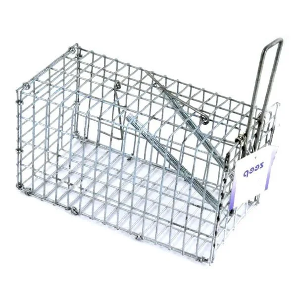kiwistore-3540898