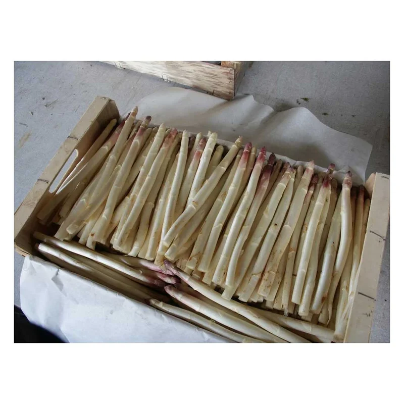 peragashop13847461