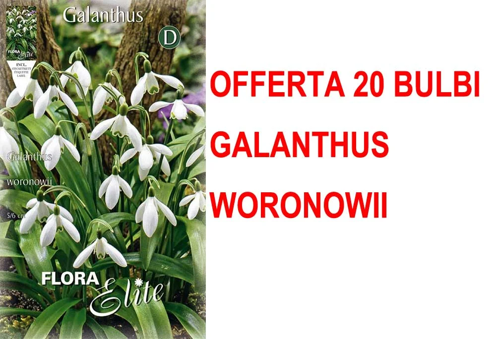 peragashop23581908