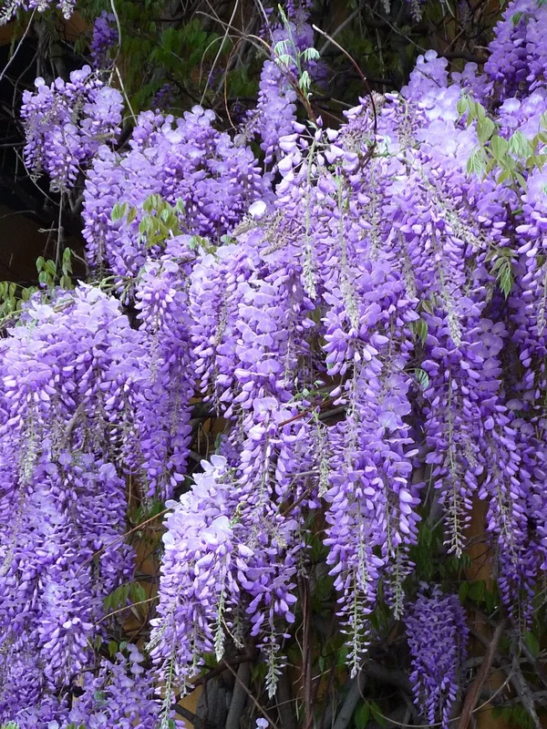 peragashop23583343