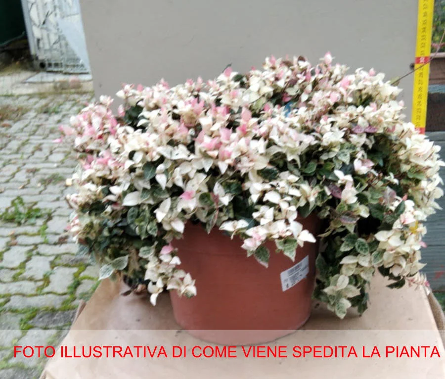 peragashop23585080