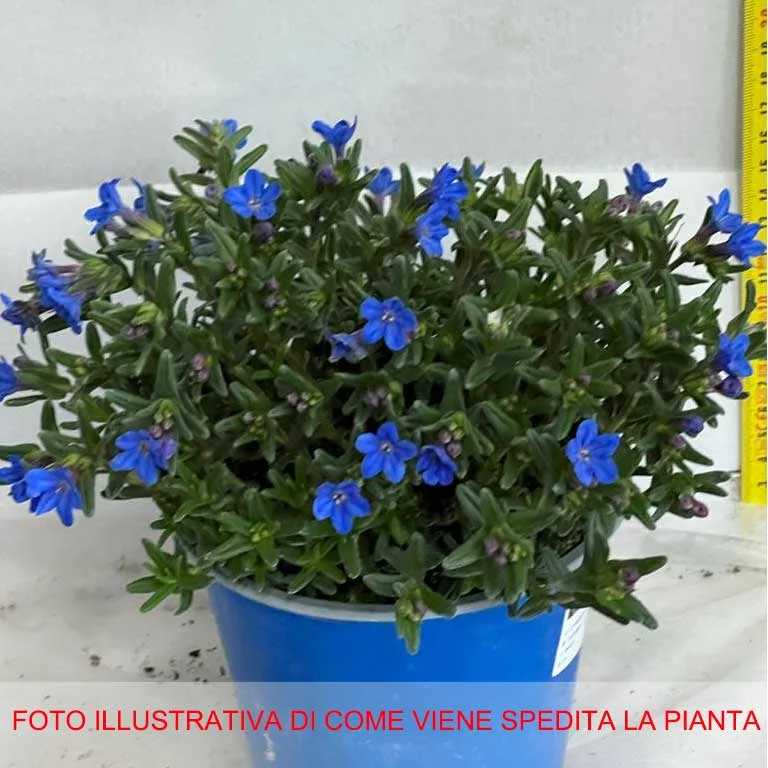 peragashop33468271