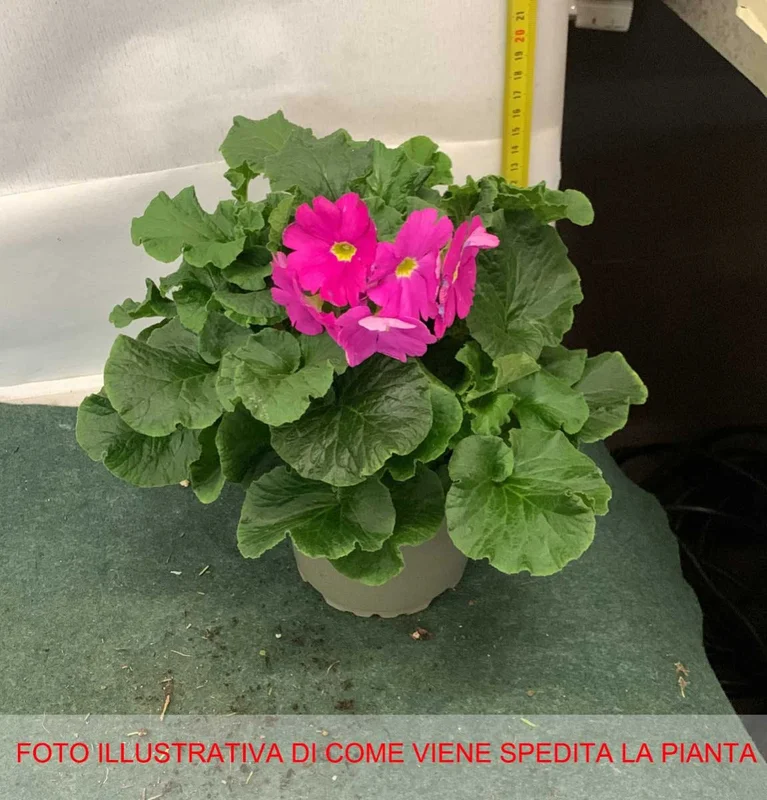 peragashop33473779