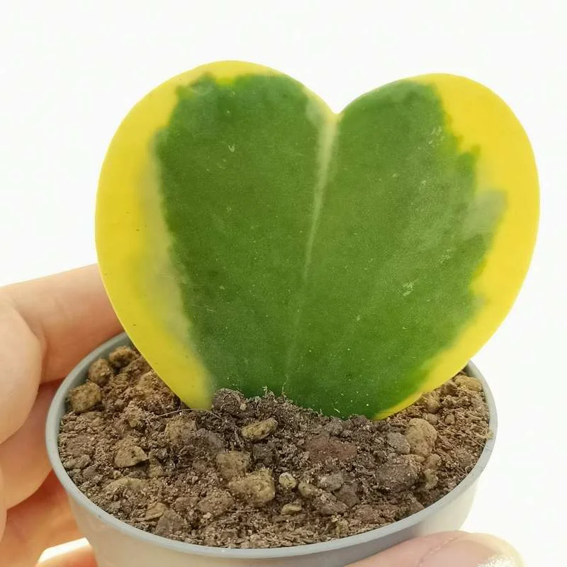 peragashop33473886