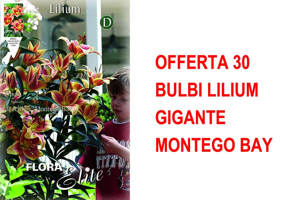 peragashop33531705