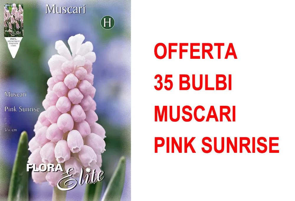 peragashop33537492