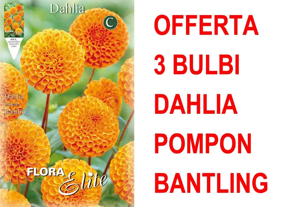 peragashop33591528