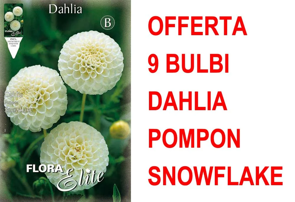 peragashop33591553
