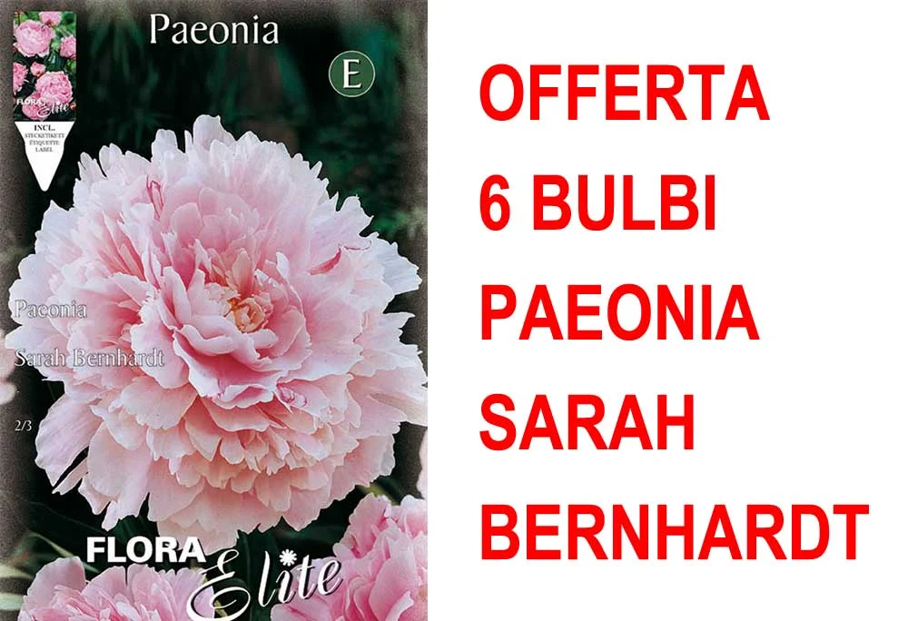 peragashop33591654